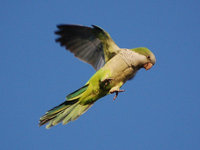 wild quaker parrots in WaHI!